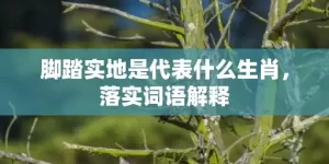 脚踏实地是代表什么生肖，落实词语解释