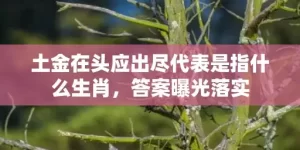 土金在头应出尽代表是指什么生肖，答案曝光落实