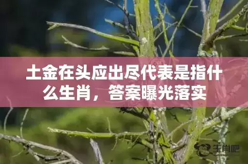 土金在头应出尽代表是指什么生肖,答案曝光落实 土金在头应出尽代表是指什么生肖,答案曝光落实