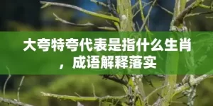 大夸特夸代表是指什么生肖，成语解释落实