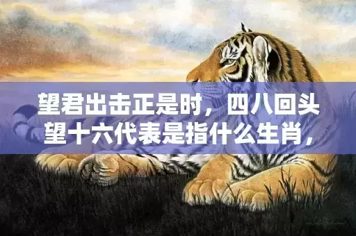 望君出击正是时，四八回头望十六代表是指什么生肖，成语解释落实
