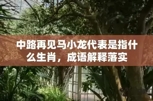 中路再见马小龙代表是指什么生肖，成语解释落实