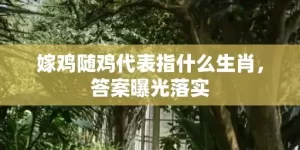 嫁鸡随鸡代表指什么生肖，答案曝光落实