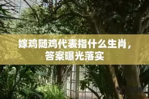 嫁鸡随鸡代表指什么生肖，答案曝光落实