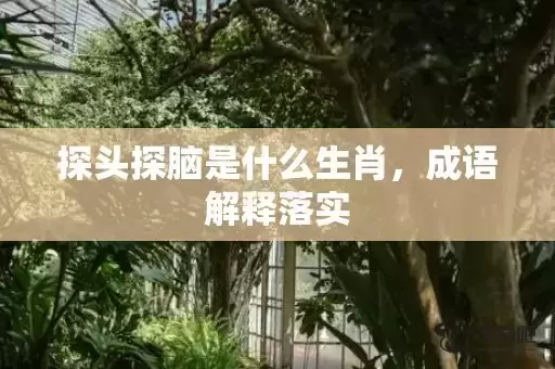 探头探脑是什么生肖，成语解释落实