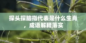 探头探脑指代表是什么生肖，成语解释落实