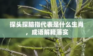 探头探脑指代表是什么生肖，成语解释落实