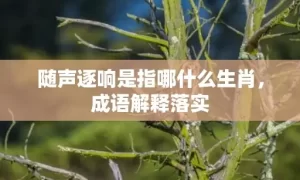 随声逐响是指哪什么生肖，成语解释落实