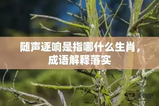 随声逐响是指哪什么生肖,成语解释落实 随声逐响是指哪什么生肖,成语解释落实