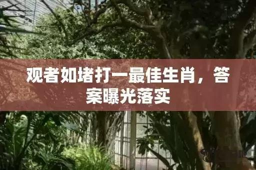 观者如堵打一最佳生肖,答案曝光落实 观者如堵打一最佳生肖,答案曝光落实