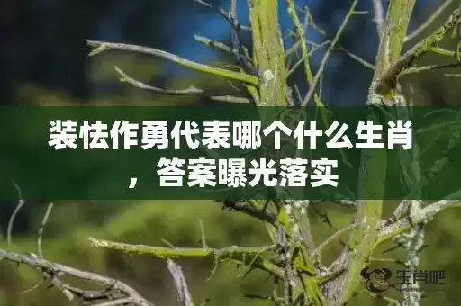 装怯作勇代表哪个什么生肖，答案曝光落实