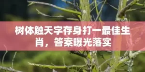 树体触天字存身打一最佳生肖，答案曝光落实