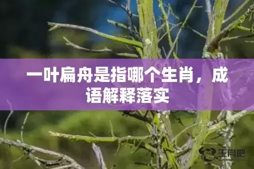 一叶扁舟是指哪个生肖，成语解释落实