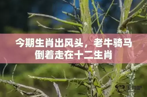 今期生肖出风头，老牛骑马倒着走在十二生肖