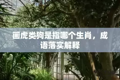 画虎类狗是指哪个生肖，成语落实解释