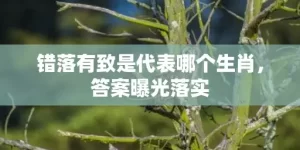 错落有致是代表哪个生肖，答案曝光落实