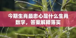 今期生肖最忠心是什么生肖数字，答案解释落实