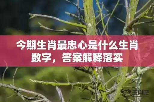 今期生肖最忠心是什么生肖数字，答案解释落实