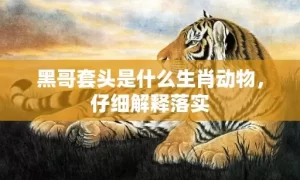 黑哥套头是什么生肖动物，仔细解释落实