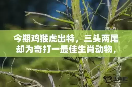 今期鸡猴虎出特，三头两尾却为奇打一最佳生肖动物，落实词语解释