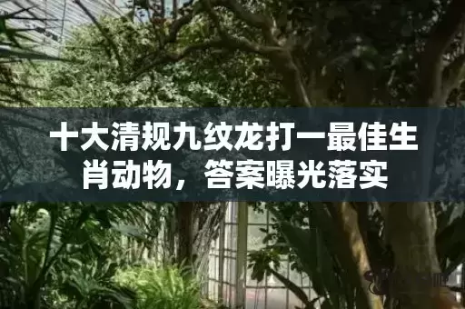 十大清规九纹龙打一最佳生肖动物,答案曝光落实 十大清规九纹龙打一最佳生肖动物,答案曝光落实