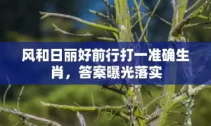 风和日丽好前行打一准确生肖，答案曝光落实