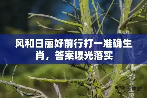风和日丽好前行打一准确生肖，答案曝光落实