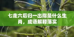 七走六后归一出指是什么生肖，成语解释落实