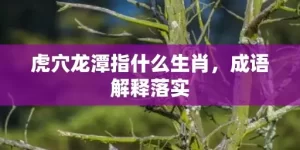 虎穴龙潭指什么生肖，成语解释落实