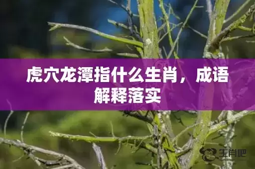 虎穴龙潭指什么生肖，成语解释落实