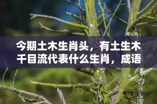 今期土木生肖头，有土生木千目流代表什么生肖，成语解释落实