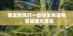 攀龙附凤打一最佳生肖动物，答案曝光落实