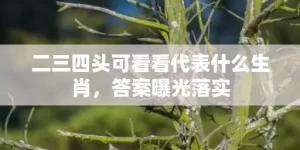 二三四头可看看代表什么生肖，答案曝光落实