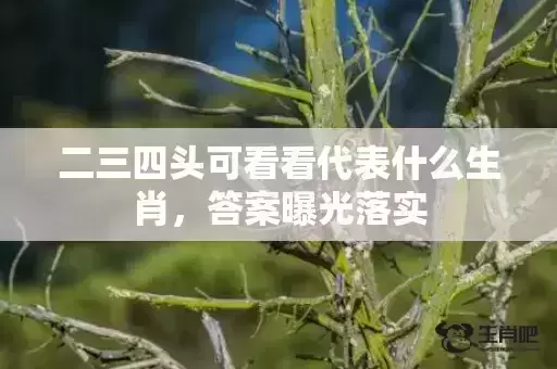 二三四头可看看代表什么生肖，答案曝光落实