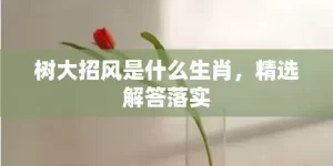 树大招风是什么生肖，精选解答落实