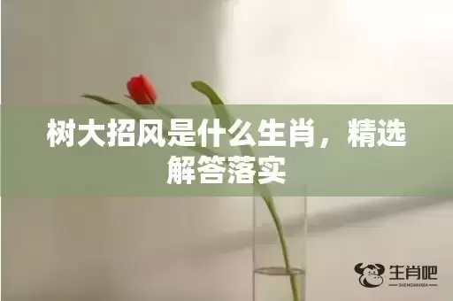 树大招风是什么生肖，精选解答落实