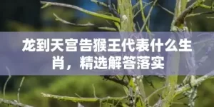 龙到天宫告猴王代表什么生肖，精选解答落实