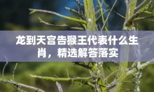 龙到天宫告猴王代表什么生肖，精选解答落实