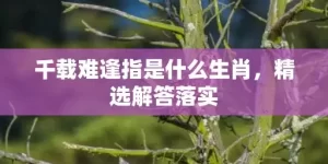 千载难逢指是什么生肖，精选解答落实