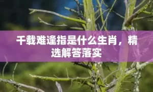 千载难逢指是什么生肖，精选解答落实