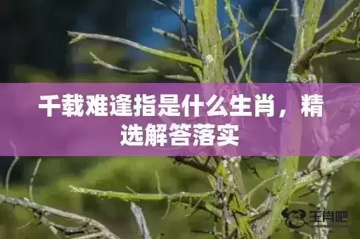 千载难逢指是什么生肖，精选解答落实