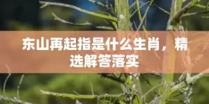 东山再起指是什么生肖，精选解答落实