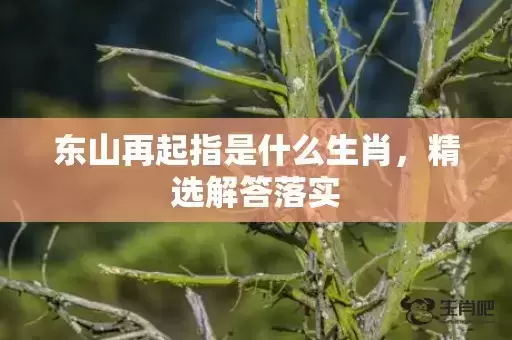 东山再起指是什么生肖，精选解答落实