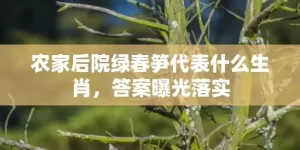 农家后院绿春笋代表什么生肖，答案曝光落实