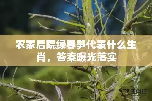 农家后院绿春笋代表什么生肖,答案曝光落实 农家后院绿春笋代表什么生肖,答案曝光落实