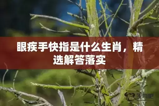 眼疾手快指是什么生肖，精选解答落实
