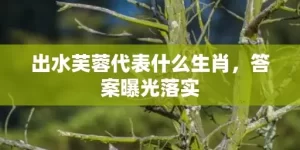 出水芙蓉代表什么生肖，答案曝光落实