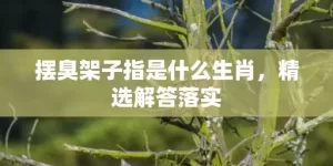 摆臭架子指是什么生肖，精选解答落实