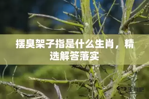 摆臭架子指是什么生肖,精选解答落实 摆臭架子指是什么生肖,精选解答落实