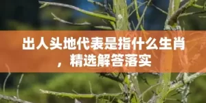 出人头地代表是指什么生肖，精选解答落实